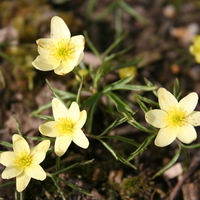 Anemone (Anemonoides) x lipsiensis Photo: A. Hoog